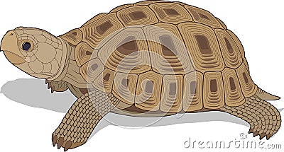 vectorial illustration of steppe tortoise Vector Illustration